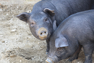 ①沖縄県産　あぐー豚