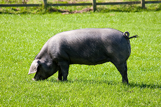 ⑤鹿児島県産　黒豚